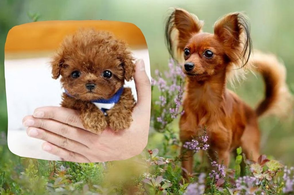 Meet the 12 Best Smallest Dog Breeds
