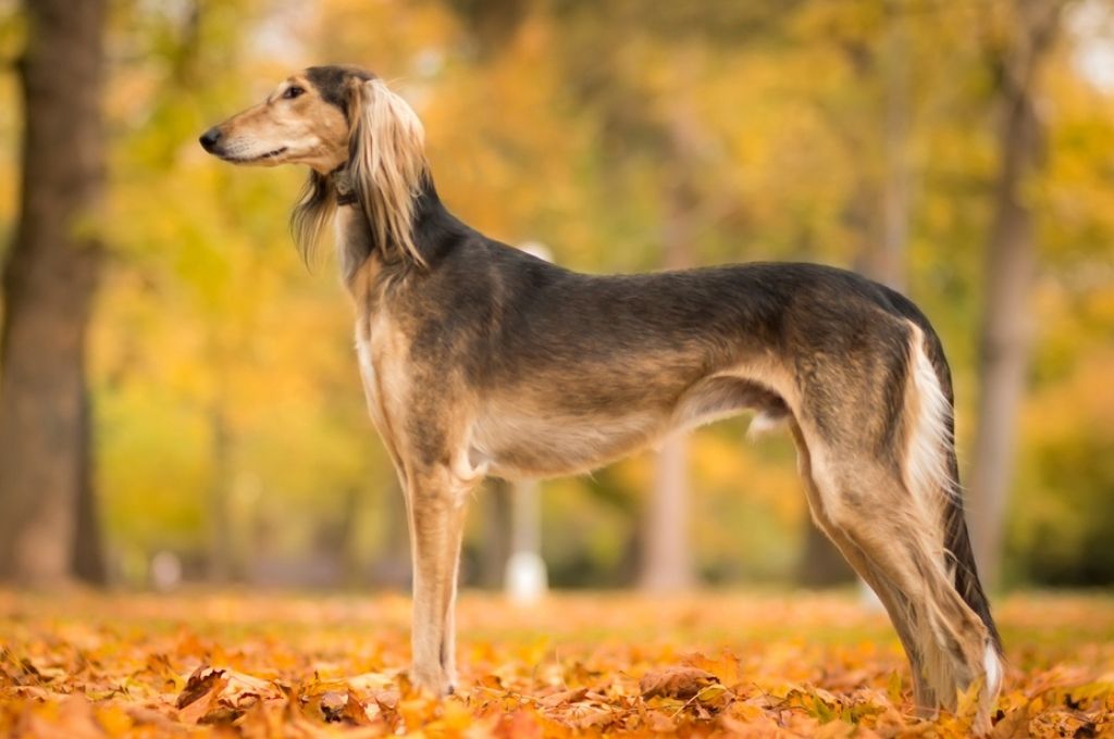 What are the Best Tall, Skinny Dog Breeds?