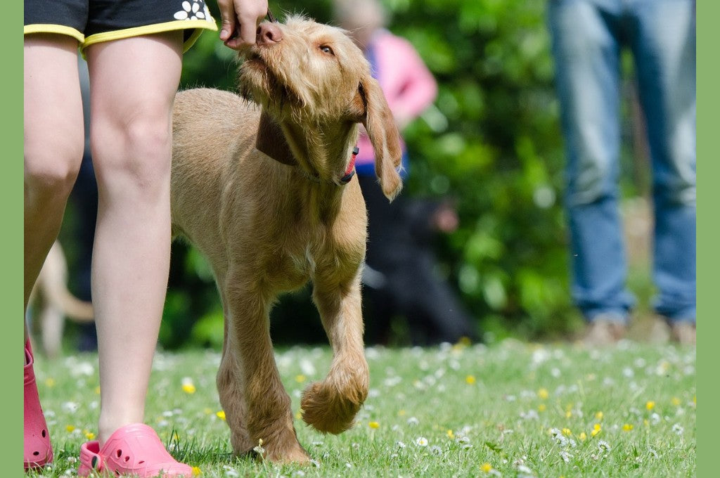 Teach Your Dog To Walk Without Pulling