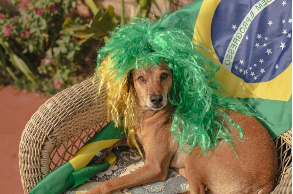 The Intriguing Planet of the Brazil Dog Breeds
