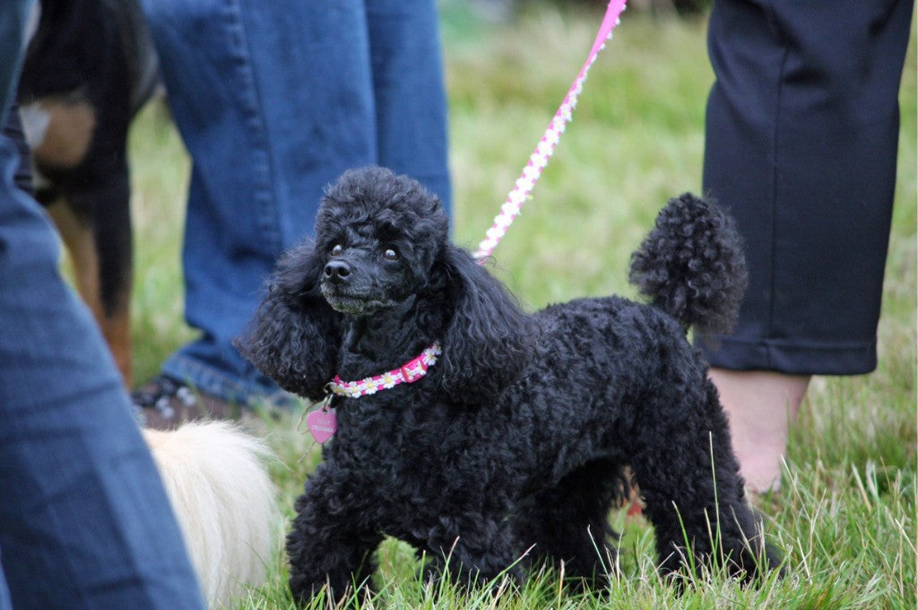 The Standard Poodle