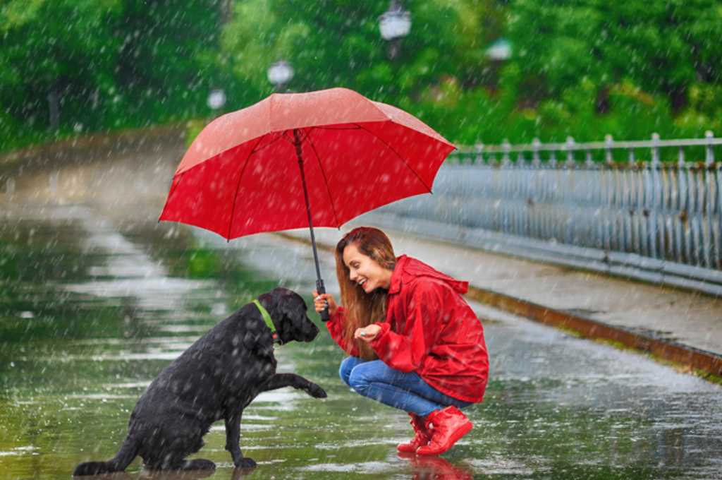 Tips for walking dogs in the rain