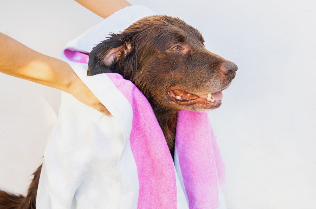 Drying your pup with a towel