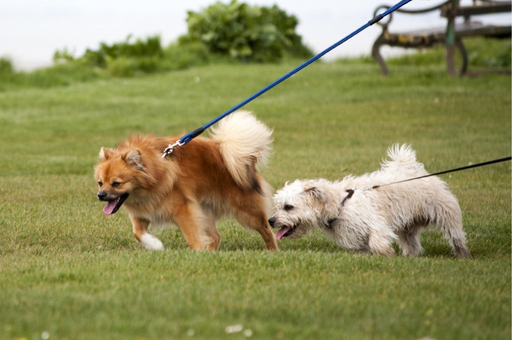 Training Your Dog To Walk On a Loose Leash
