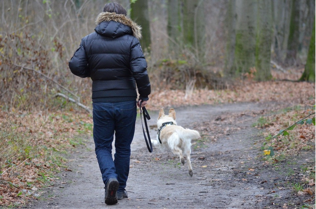 Ways You Might Be Ruining Your Dog’s Walk