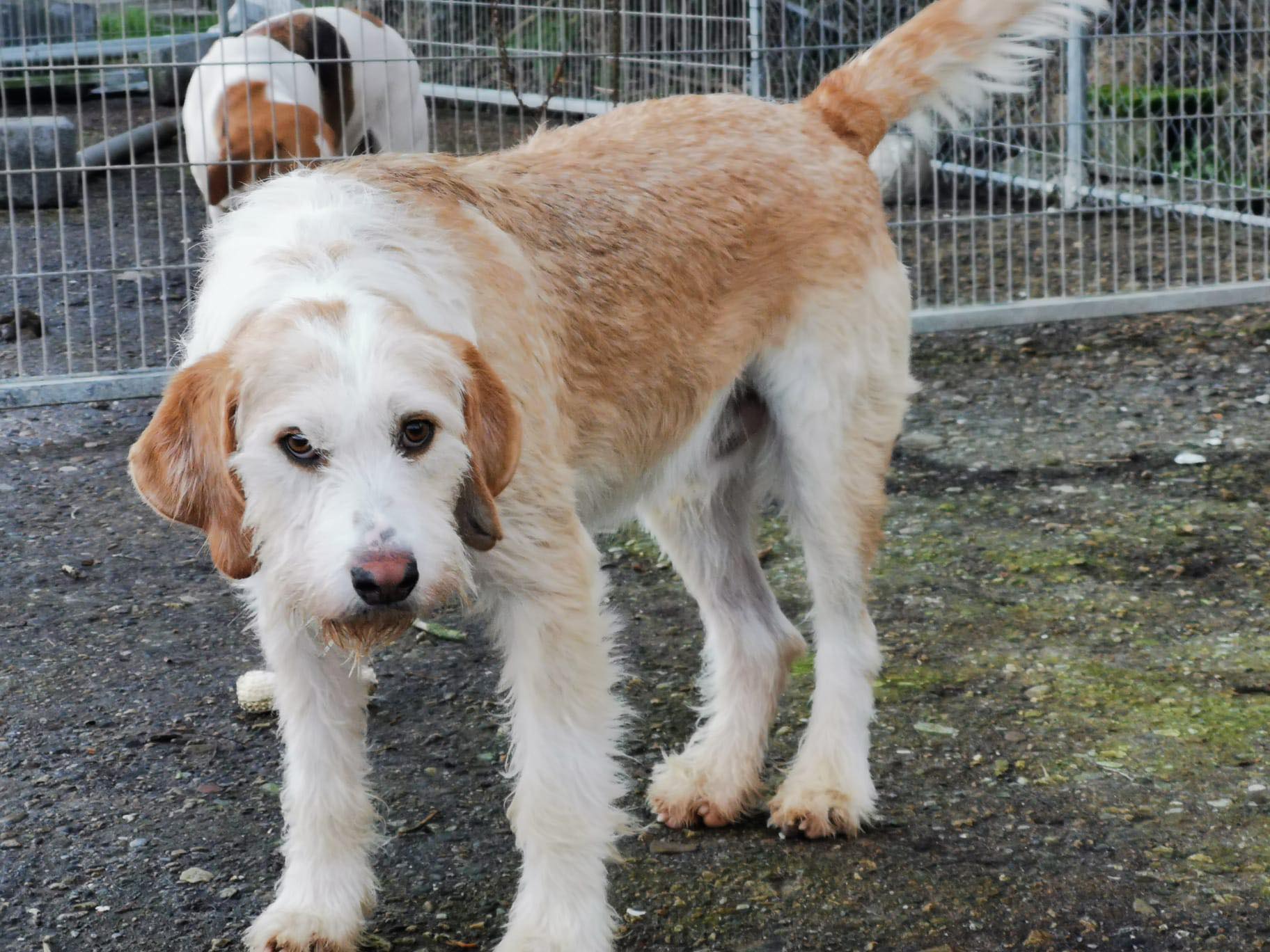 6. Welsh Hound