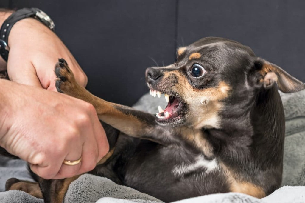 What Causes Dog Aggression?