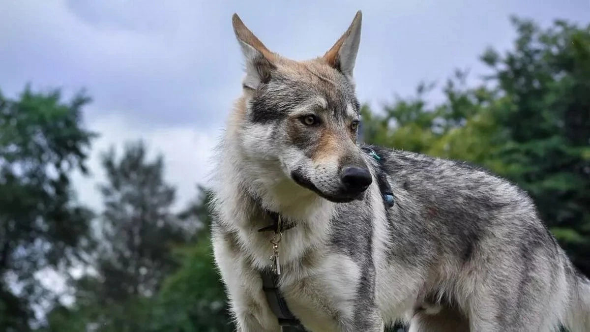 The Czechoslovakian Wolfdog