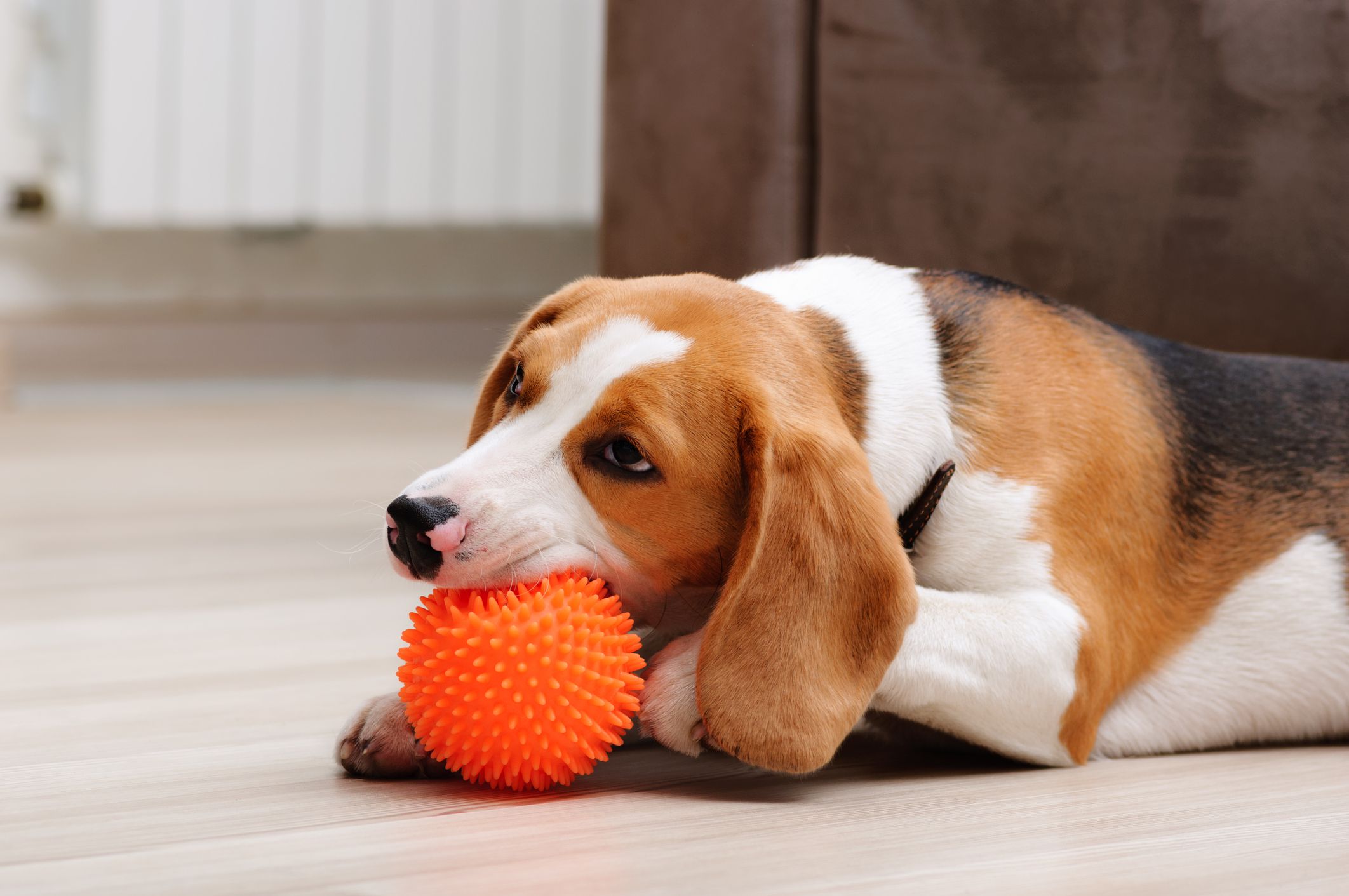 What are the Safety Tips Associated With Squeaky Toys for Dogs?