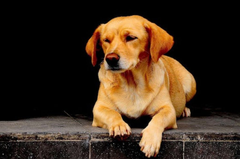 Why Your Pet Best Friend Won’t Move and Refuses to Budge?