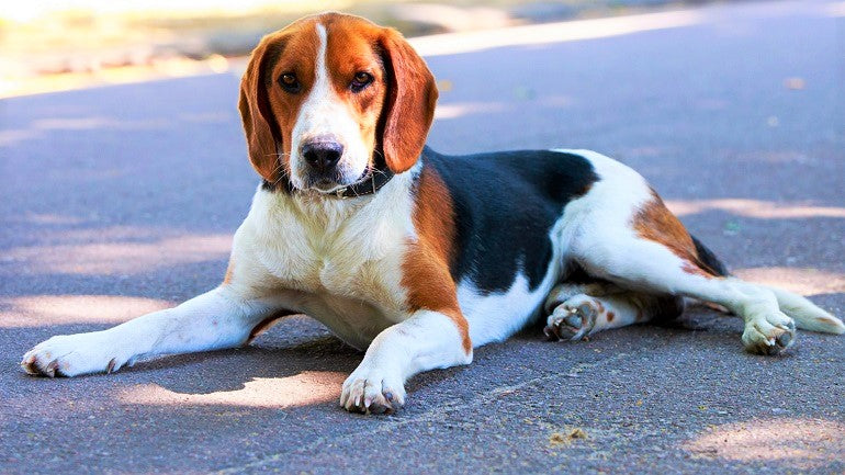 American Foxhound