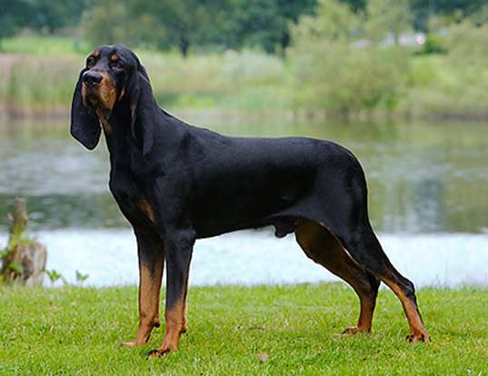 Black and Tan Coonhound