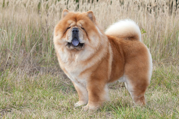 Chow Chow