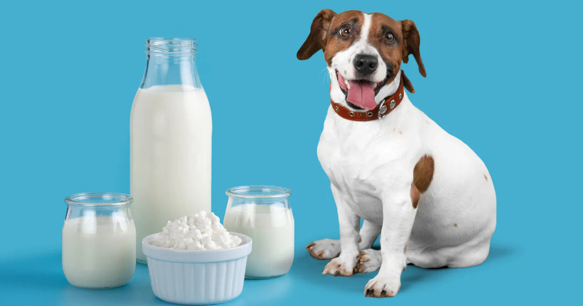 What Are Some of the Ways to Give Your Dog Oat Milk?