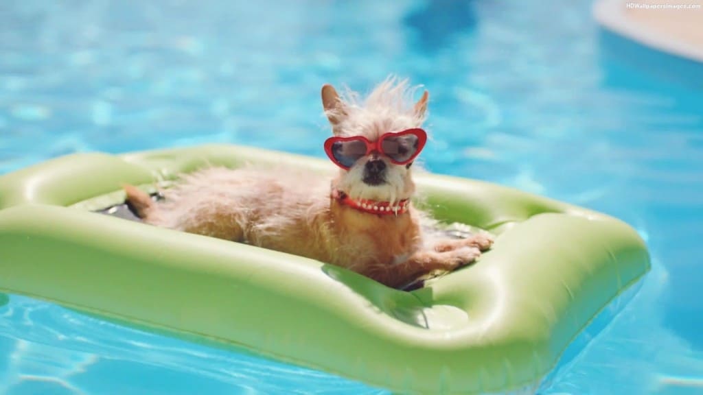 Can Pool Water Affect the Dog’s Skin?