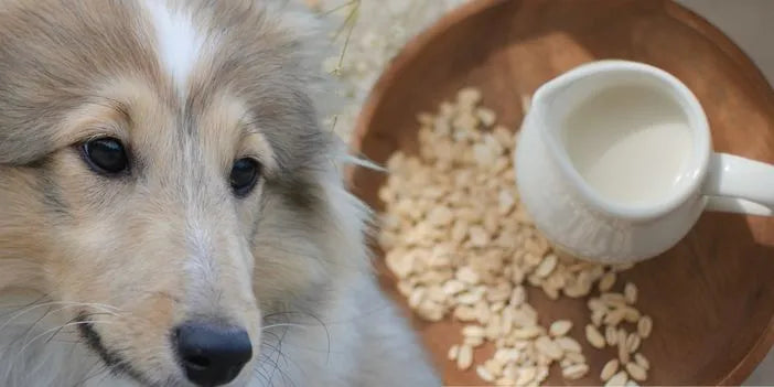 How Often Can You Give Oat Milk to Dogs?