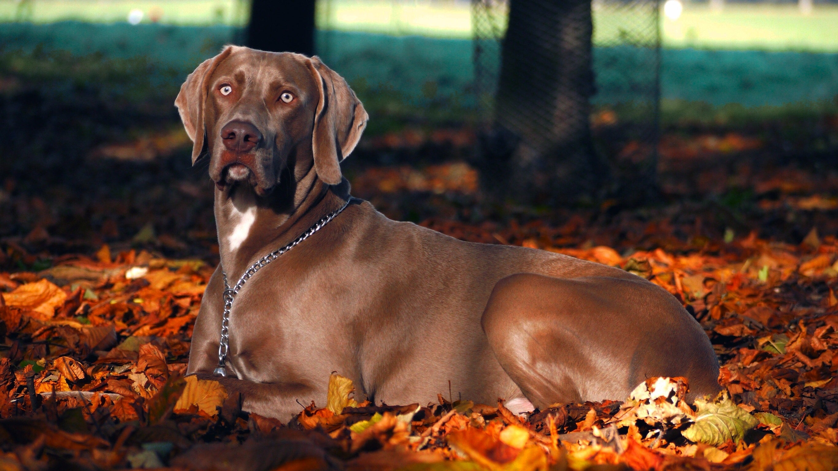 Rhodesian Ridgeback