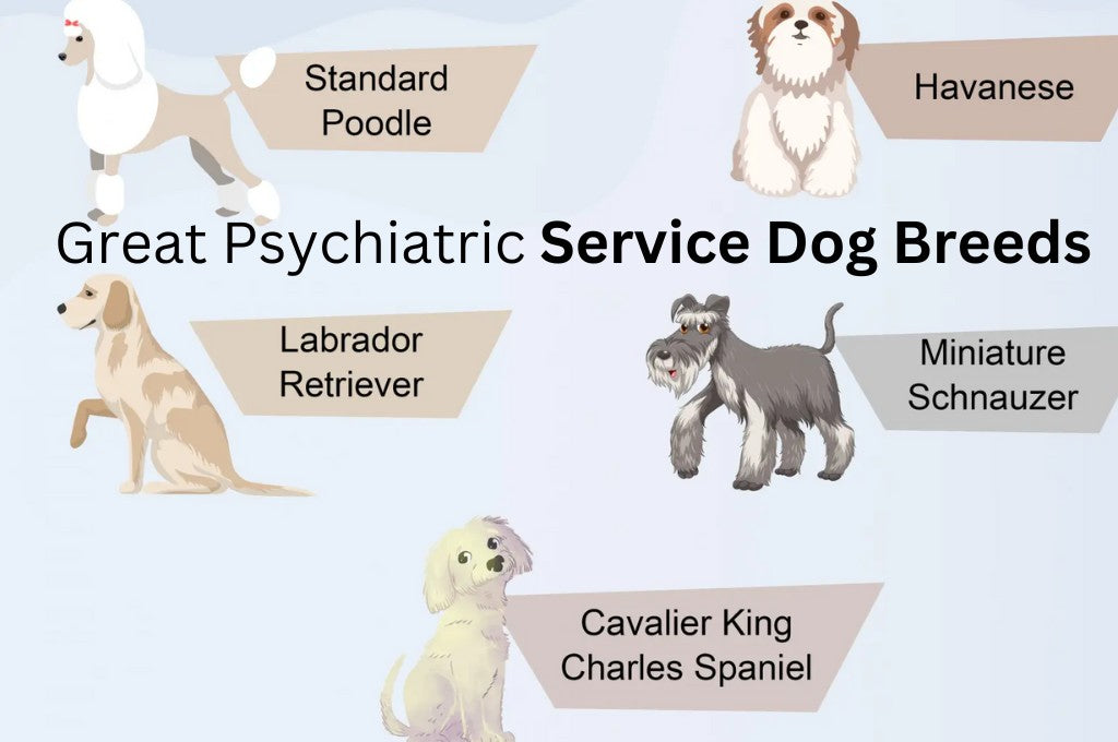 great Psychiatric Service Dog Breeds