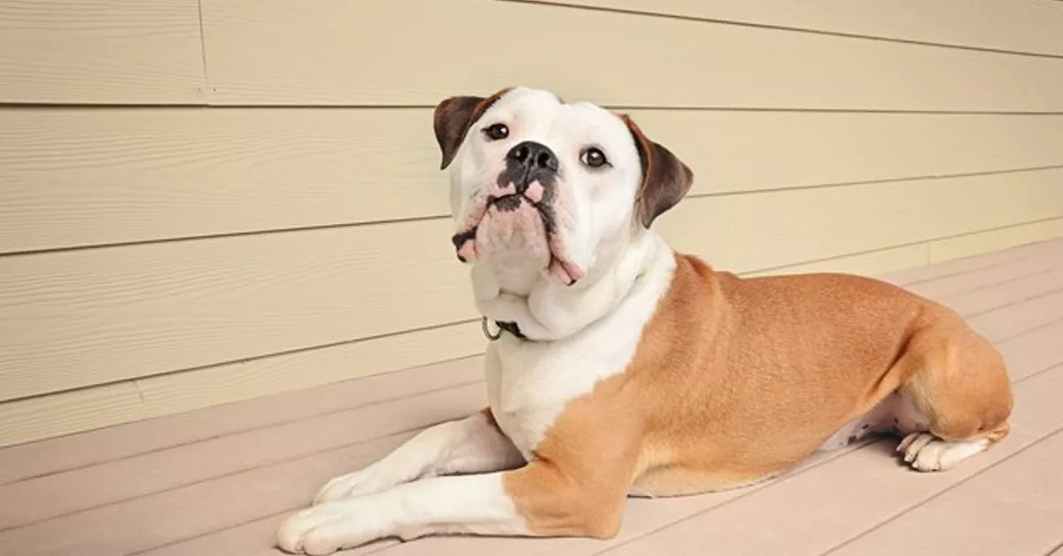 English Bulldog