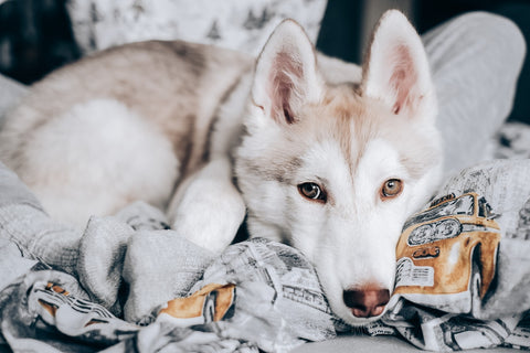 Blanket  comfort for your dog