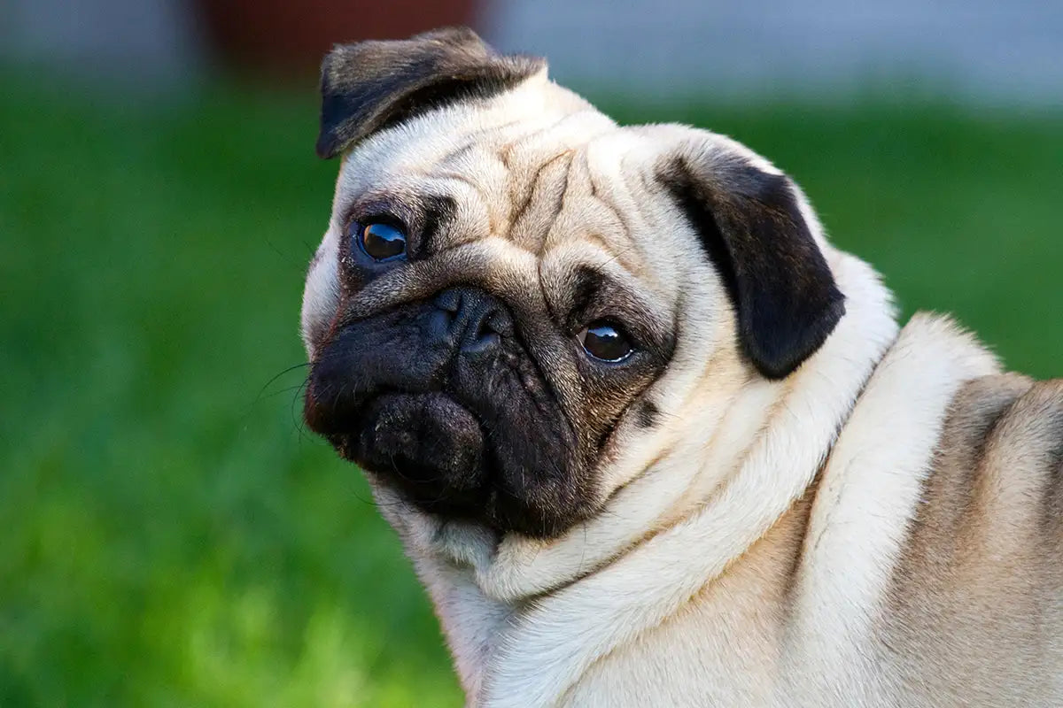 Pugs