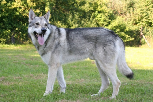 Saarloos Wolfdog