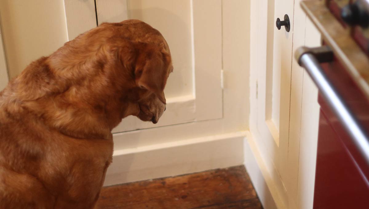 Key Reasons Behind Why Does My Dog Stare at the Wall?