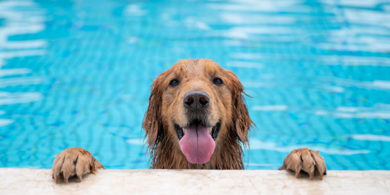 What to do if Your Dog is Having a Negative Reaction to Swimming in a Chlorine Pool?