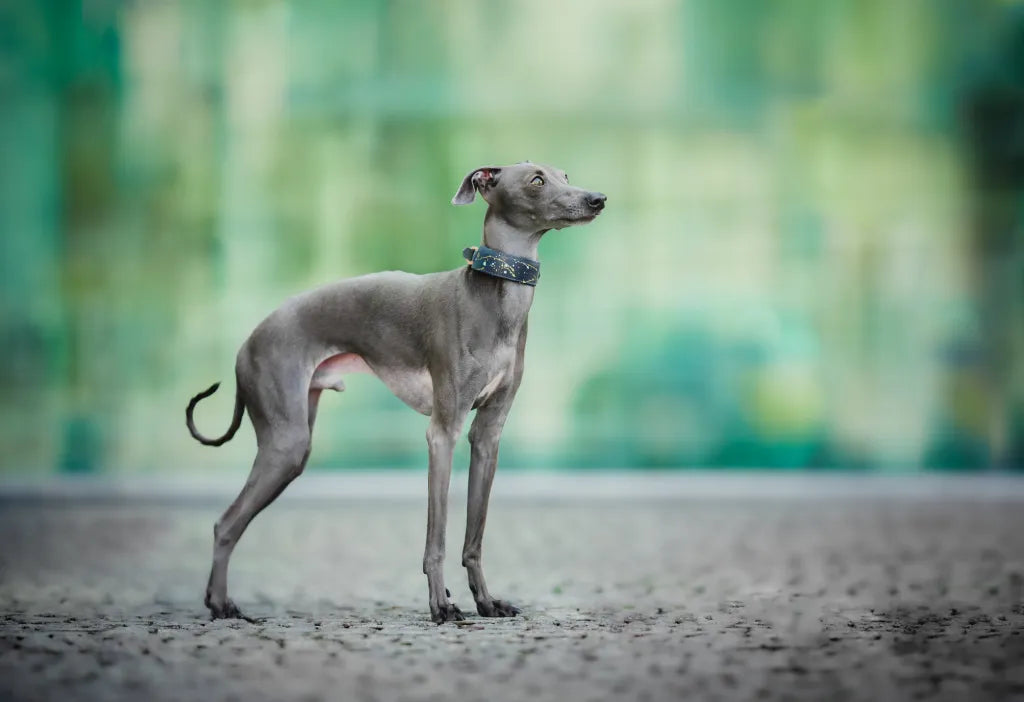 talian Greyhound