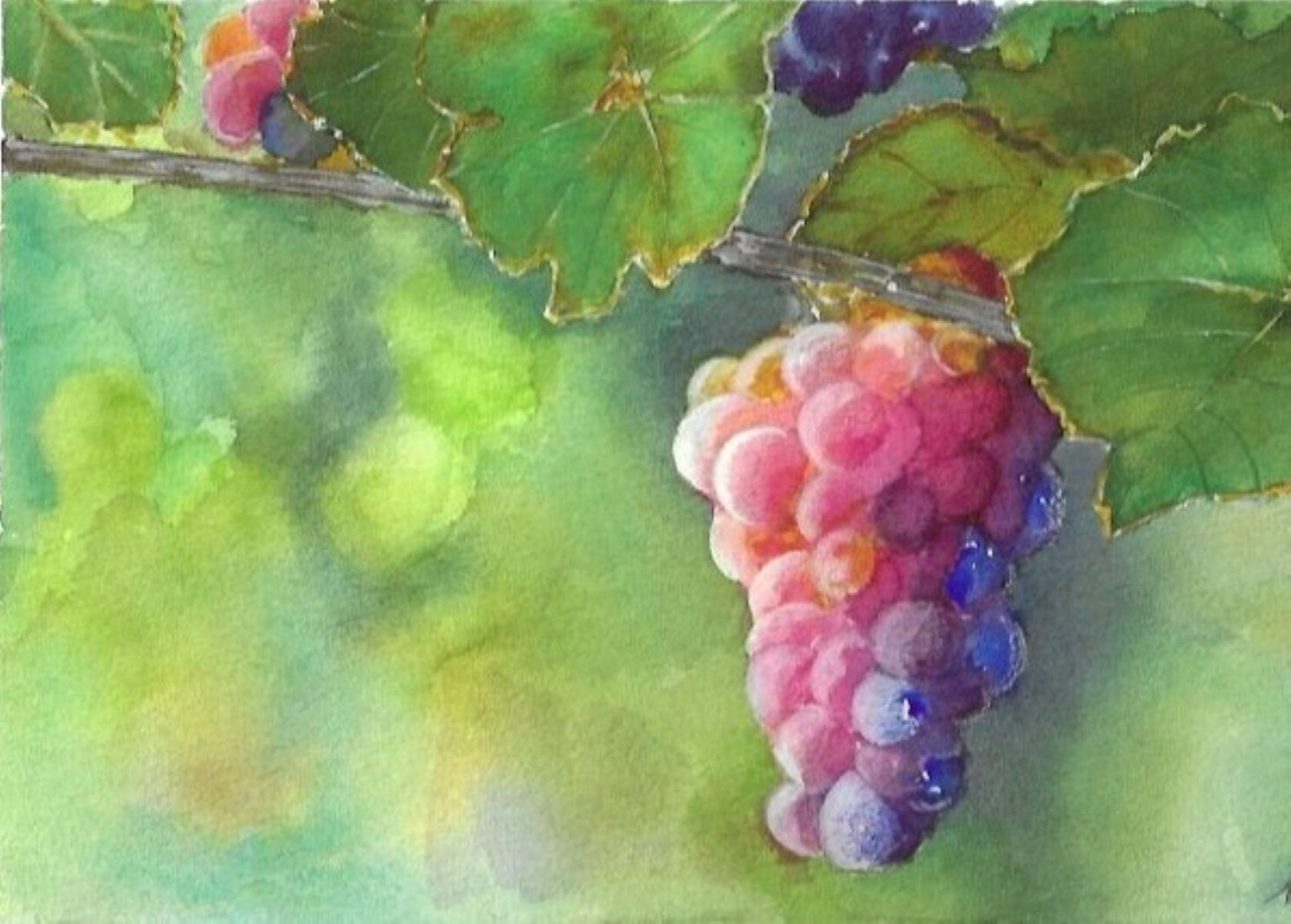 Frosted grapes watercolor painting