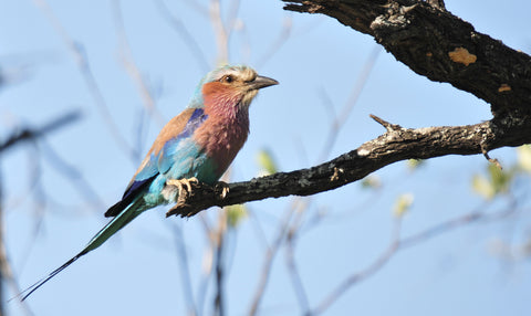 lilac breasted roller