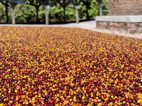 coffee cherries on patio in Honduras