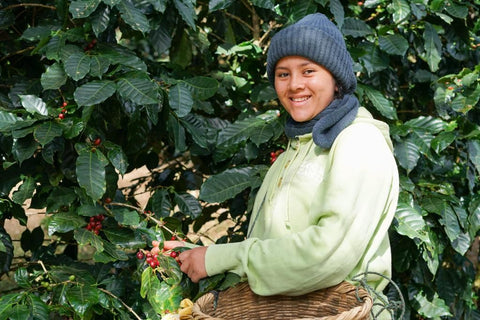 Litza, harvesting coffee