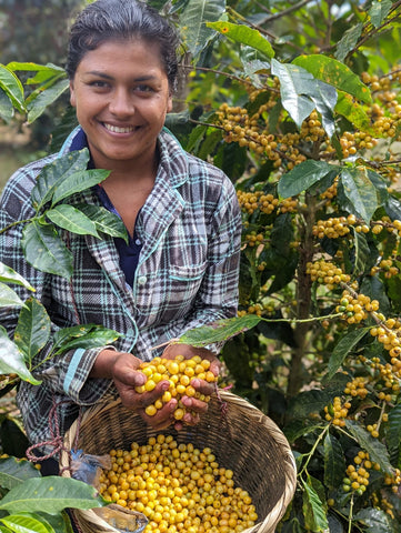 Martha picking coffee cherries on the San Lazaro Coffee farm in Honduras