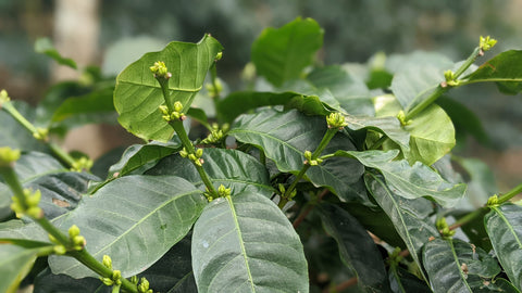 healthy green coffee plant with buds