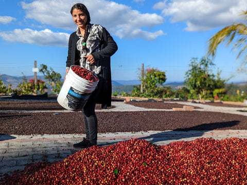 Woman pouring coffee cherries onto the patio at the San Lazaro Coffee farm in Honduras