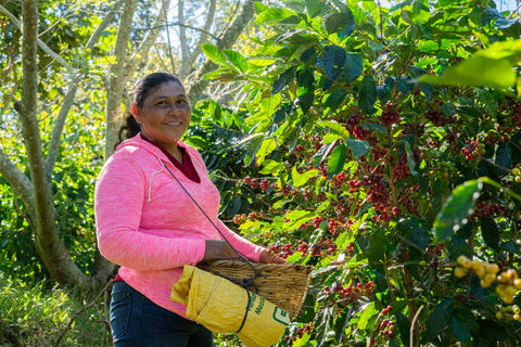 Sonia picking coffee cherries at San Lazaro Coffee farm