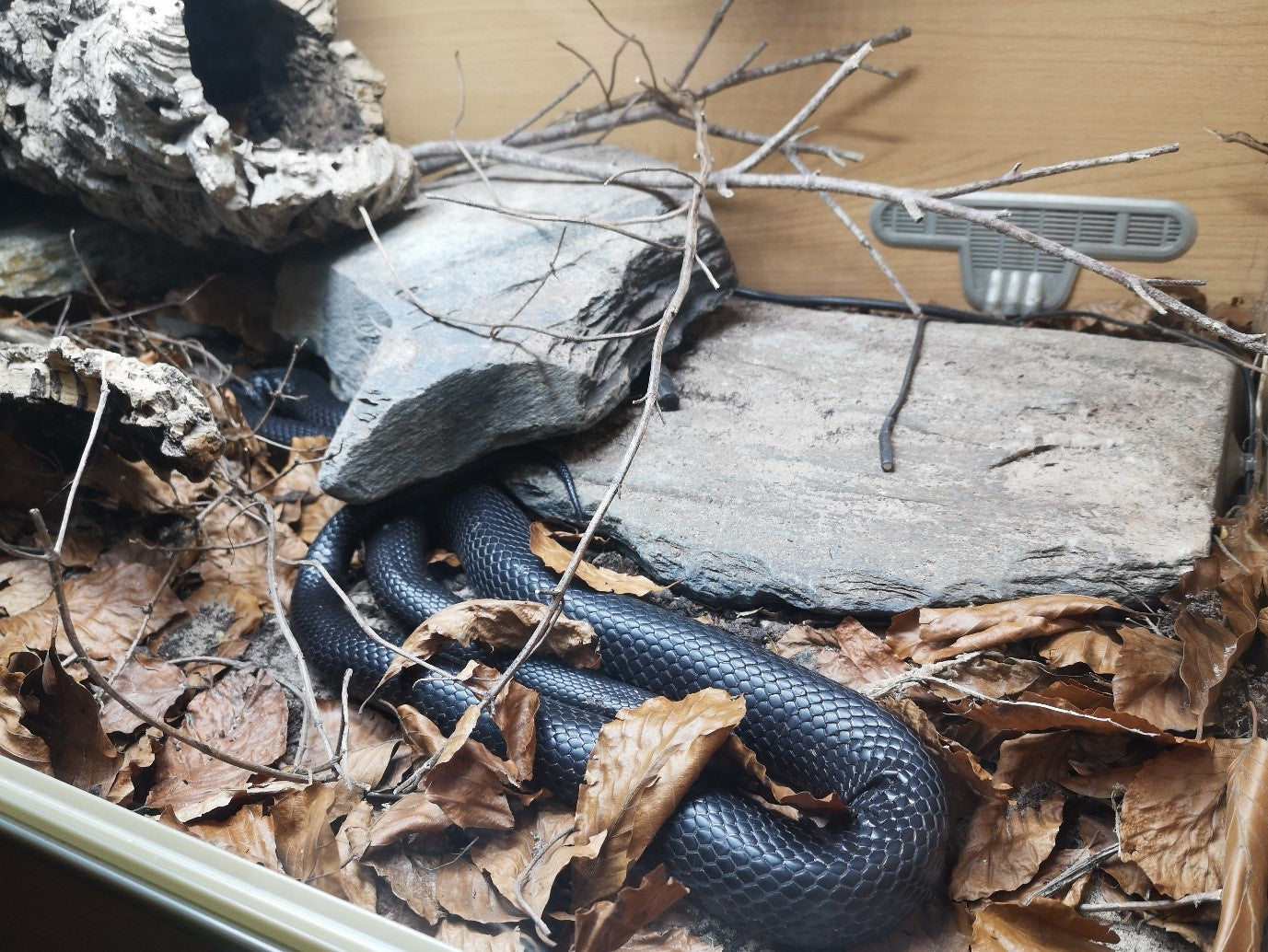 My Mexican black kingsnake basking under UVB.