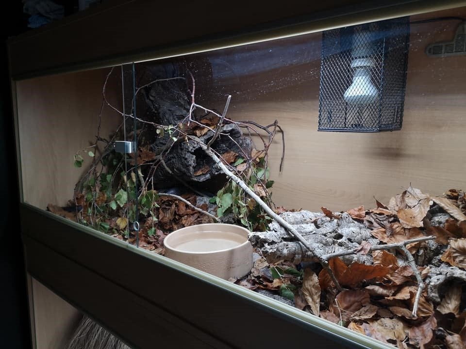 My own snake enclosure, with deep leaflitter to allow concealed movement and cork bark hides on the floor and in elevated positions.