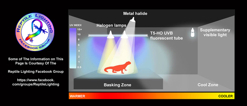 Credit for banner image of basking zone -  Matt Versweyveld