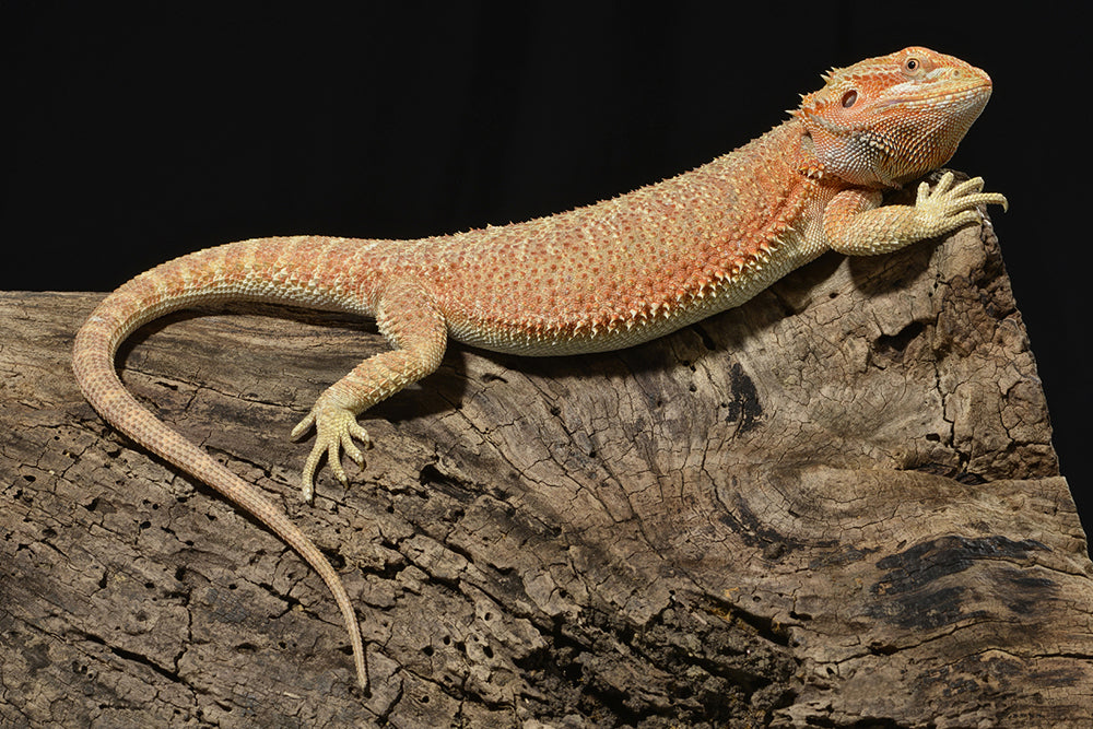 Bearded Dragon Lizard