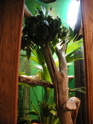 For dry reptile cages, wood can work well and has been the "go to" choice for DIY reptile enthusiasts for decades