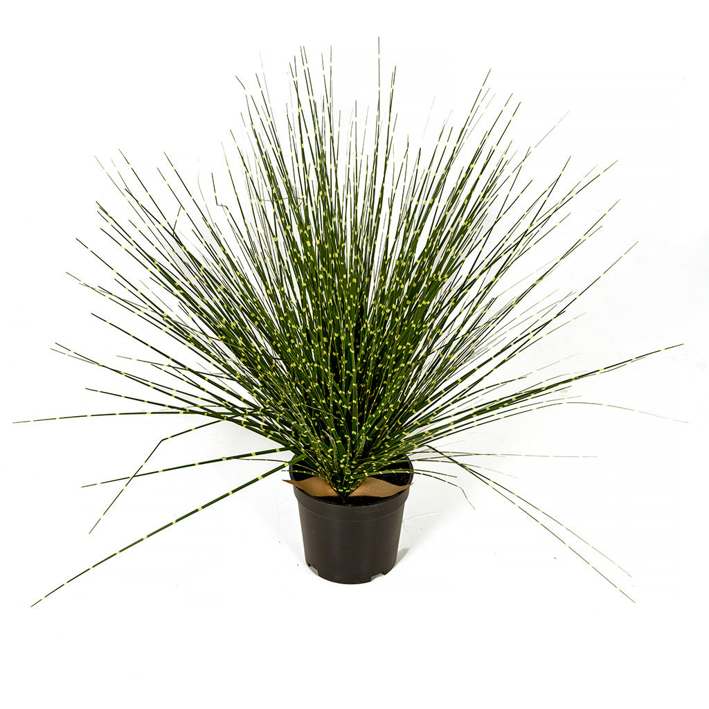 Zebra Onion Grass - 17 Inch - CustomReptileHabitats.com product image