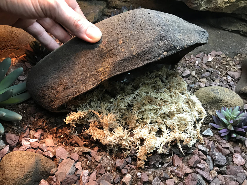 japanese mountain animal hides things under rocks