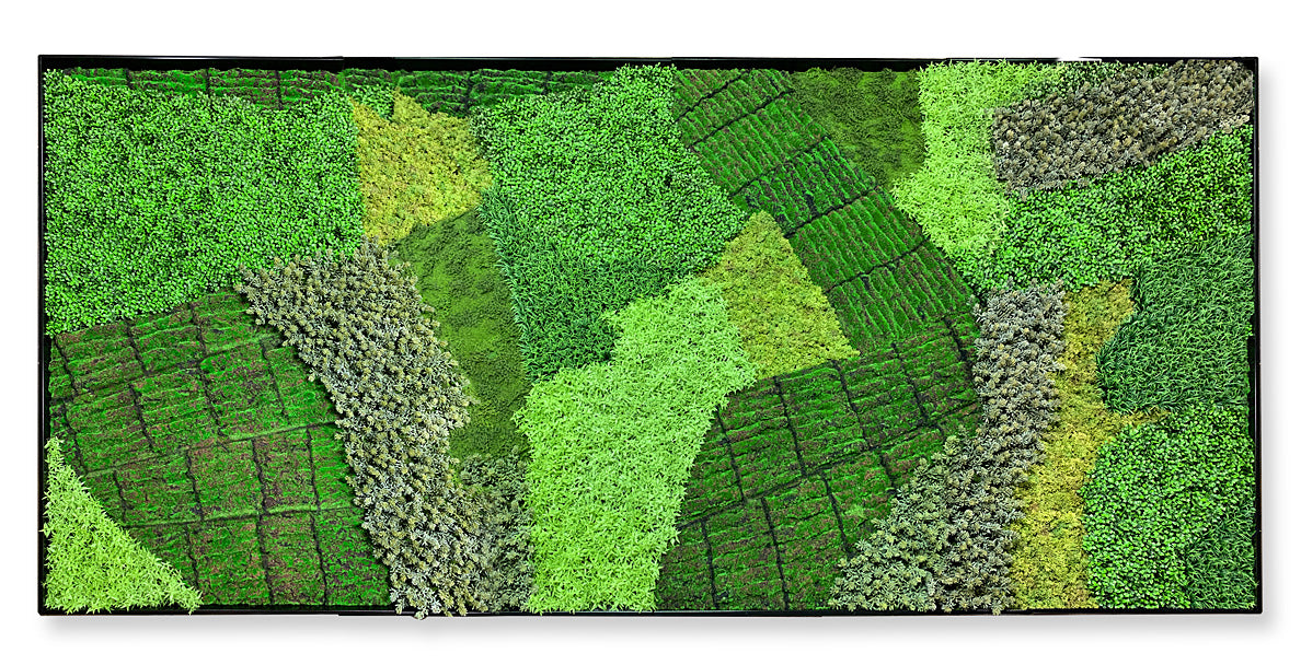 Overhead view of patchwork Green Wall design.
