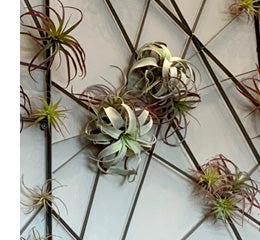 Tillandsia and Xerographica airplants on a metal frame hung as art on a wall.