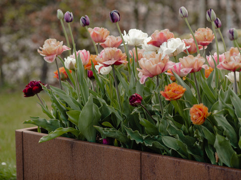 Tulipaner i cortenstål