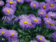 Asters-blomster