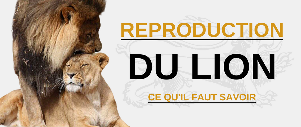 Reproduction du Lion : tout savoir & Lion Royaume