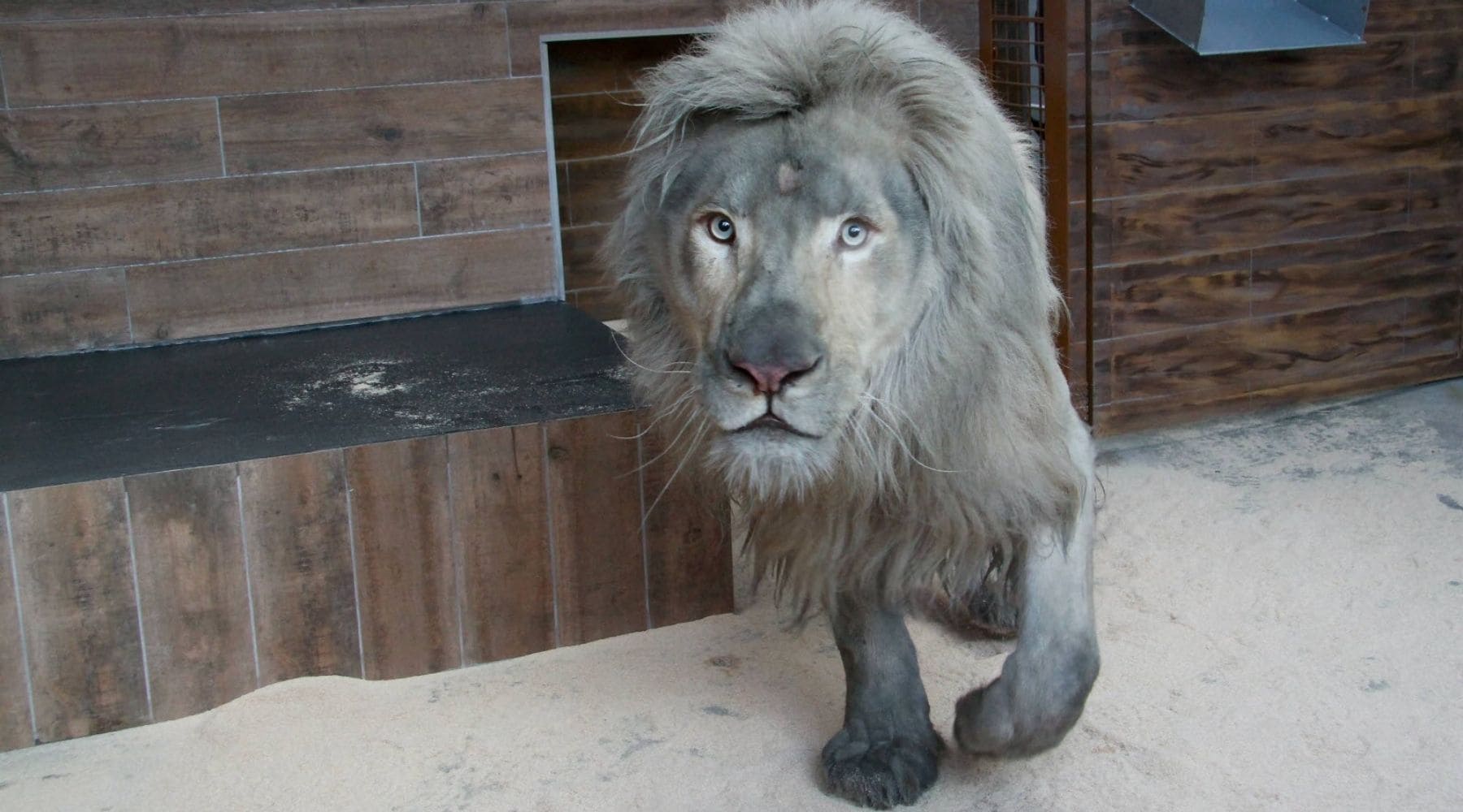 Lion gris